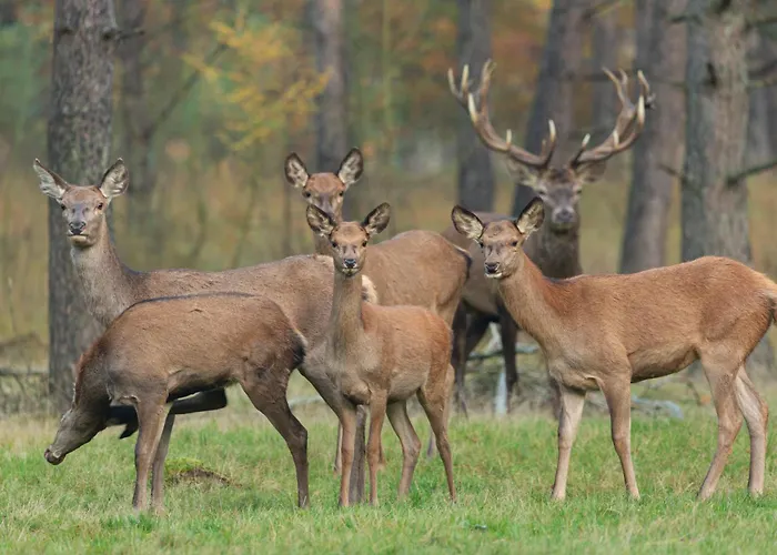 מלון De Hoeve נונספייט